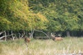 Male red deer bellowing and chasing females