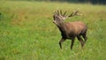 Male red deer bellowing with open mouth in autumn with copy space. Royalty Free Stock Photo