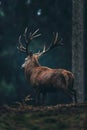 Male red deer with big antlers in dark autumn pine forest. Rear Royalty Free Stock Photo