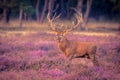 Male red deer big antlers