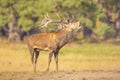 Male red deer belling in natural habitat on Veluwe