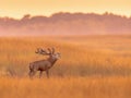 Male red deer belling at sunset in natural habitat on Veluwe