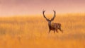 Male red deer displaying at sunset in natural habitat on Veluwe