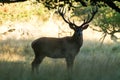 Male red deer Cervus elaphus with huge antlers during mating season in Denmark Royalty Free Stock Photo