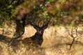 Male red deer Cervus elaphus with huge antlers during mating season in Denmark