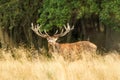 Male red deer Cervus elaphus with huge antlers during mating season in Denmark Royalty Free Stock Photo