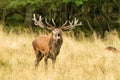 Male red deer Cervus elaphus with huge antlers during mating season in Denmark Royalty Free Stock Photo