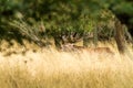 Male red deer Cervus elaphus with huge antlers during mating season in Denmark Royalty Free Stock Photo