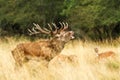 Male red deer Cervus elaphus with huge antlers during mating season in Denmark Royalty Free Stock Photo