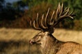 Male red deer Cervus elaphus with huge antlers during mating season in Denmark Royalty Free Stock Photo