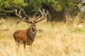 Male red deer Cervus elaphus with huge antlers during mating season in Denmark Royalty Free Stock Photo