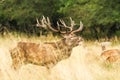 Male red deer Cervus elaphus with huge antlers during mating season in Denmark Royalty Free Stock Photo