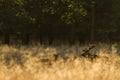 Male red deer Cervus elaphus with huge antlers during mating season in the early morning autumn light Royalty Free Stock Photo