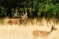 Male red deer Cervus elaphus with huge antlers during mating season in the early morning autumn light Royalty Free Stock Photo