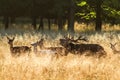 Male red deer Cervus elaphus with huge antlers during mating season in the early morning autumn light Royalty Free Stock Photo