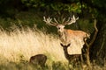 Male red deer Cervus elaphus with huge antlers during mating season in the early morning autumn light Royalty Free Stock Photo