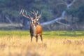 Male red deer posing in natural habitat on Veluwe Royalty Free Stock Photo
