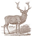 Male red deer cervus elaphus stag in side view, standing in a landscape