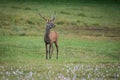 Portrait male Red Deer cervus elaphus Royalty Free Stock Photo