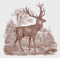 Male red deer cervus elaphus stag standing in a landscape