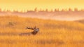 Male red deer displaying at sunset in natural habitat on Veluwe