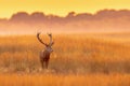 Male red deer displaying at sunset in natural habitat on Veluwe