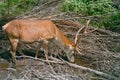 Male red deer drinking water Royalty Free Stock Photo