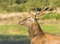 Male Red deer in La Pampa, Argentina, Royalty Free Stock Photo