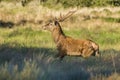 Male Red deer in La Pampa, Argentina, Royalty Free Stock Photo