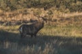 Male Red deer in La Pampa, Argentina, Royalty Free Stock Photo