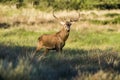 Male Red deer in La Pampa, Argentina, Royalty Free Stock Photo