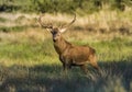 Male Red deer in La Pampa, Argentina, Royalty Free Stock Photo