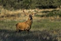 Male Red deer in La Pampa, Argentina, Royalty Free Stock Photo