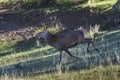 Male Red deer in La Pampa, Argentina, Parque Luro, Royalty Free Stock Photo