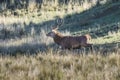 Male Red deer in La Pampa, Argentina, Parque Luro, Royalty Free Stock Photo