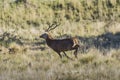 Male Red deer in La Pampa, Argentina, Parque Luro, Royalty Free Stock Photo