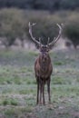 Male Red deer in La Pampa, Argentina, Parque Luro Royalty Free Stock Photo