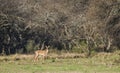 Male Red deer in La Pampa, Argentina, Royalty Free Stock Photo