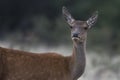 Male Red deer in La Pampa, Argentina, Parque Luro, Nature Royalty Free Stock Photo