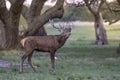 Male Red deer in La Pampa, Argentina, Parque Luro, Royalty Free Stock Photo