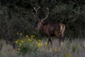 Male Red deer in La Pampa, Argentina, Parque Luro, Royalty Free Stock Photo