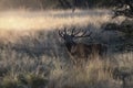 Male Red deer in La Pampa, Argentina, Royalty Free Stock Photo