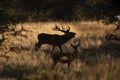 Male Red deer in La Pampa, Argentina, Royalty Free Stock Photo