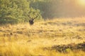 Male red deer stag cervus elaphus, rutting during sunset Royalty Free Stock Photo