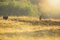 Male red deer stag cervus elaphus, rutting during sunset Royalty Free Stock Photo