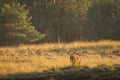 Male red deer stag cervus elaphus, rutting during sunset Royalty Free Stock Photo