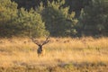 Male red deer stag cervus elaphus, rutting during sunset Royalty Free Stock Photo