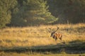 Male red deer stag cervus elaphus, rutting during sunset Royalty Free Stock Photo