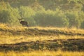 Male red deer stag cervus elaphus, rutting during sunset Royalty Free Stock Photo