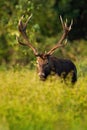 Male red deer stag hiding in tall green vegetation in vertical composition Royalty Free Stock Photo